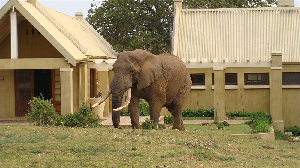 Gorah Elephant Camp Addo Exterior photo